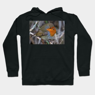 Fluffed up Robin Hoodie